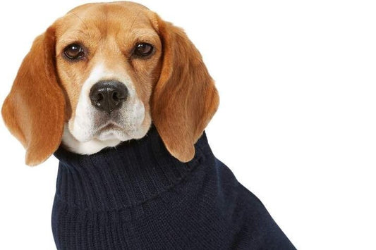 "Eleganza a Quattro Zampe Dandy's Store : Scopri l'Abbigliamento per Cani di Lusso Made in Italy"