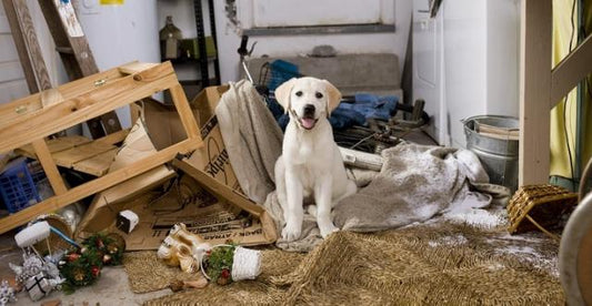 5 attività da far fare ad un cane iperattivo | Dandy's store 