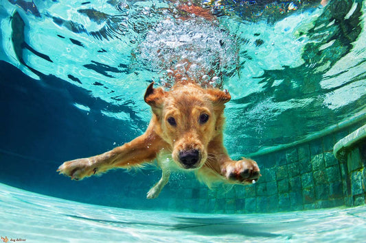 come insegnare a nuotare al tuo cane | Dandy's Store
