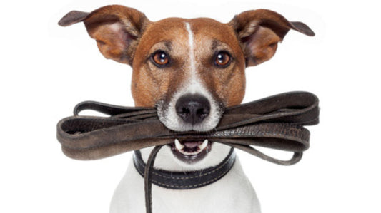Guinzaglio per Cani: Guida alla Scelta del Guinzaglio Giusto per il Tuo Cane: Qual è il Migliore per le Tue Avventure?