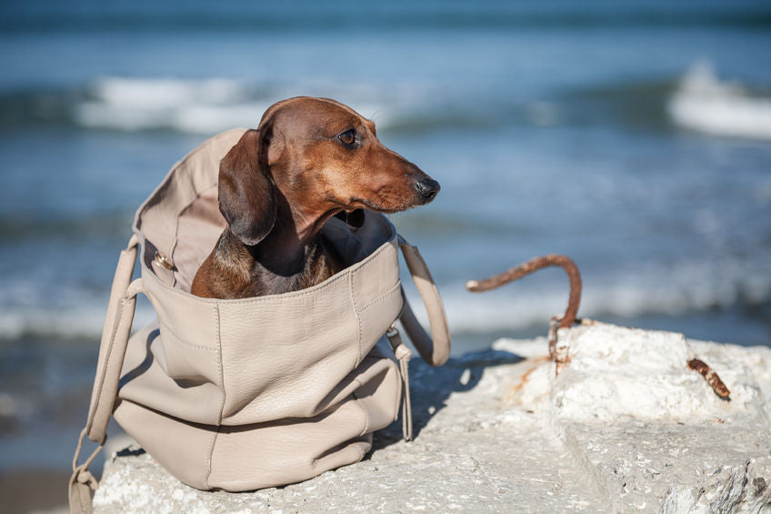 Trasportini per cani | Borse per cani | Accessori da Viaggio per cani | Dandy's Store