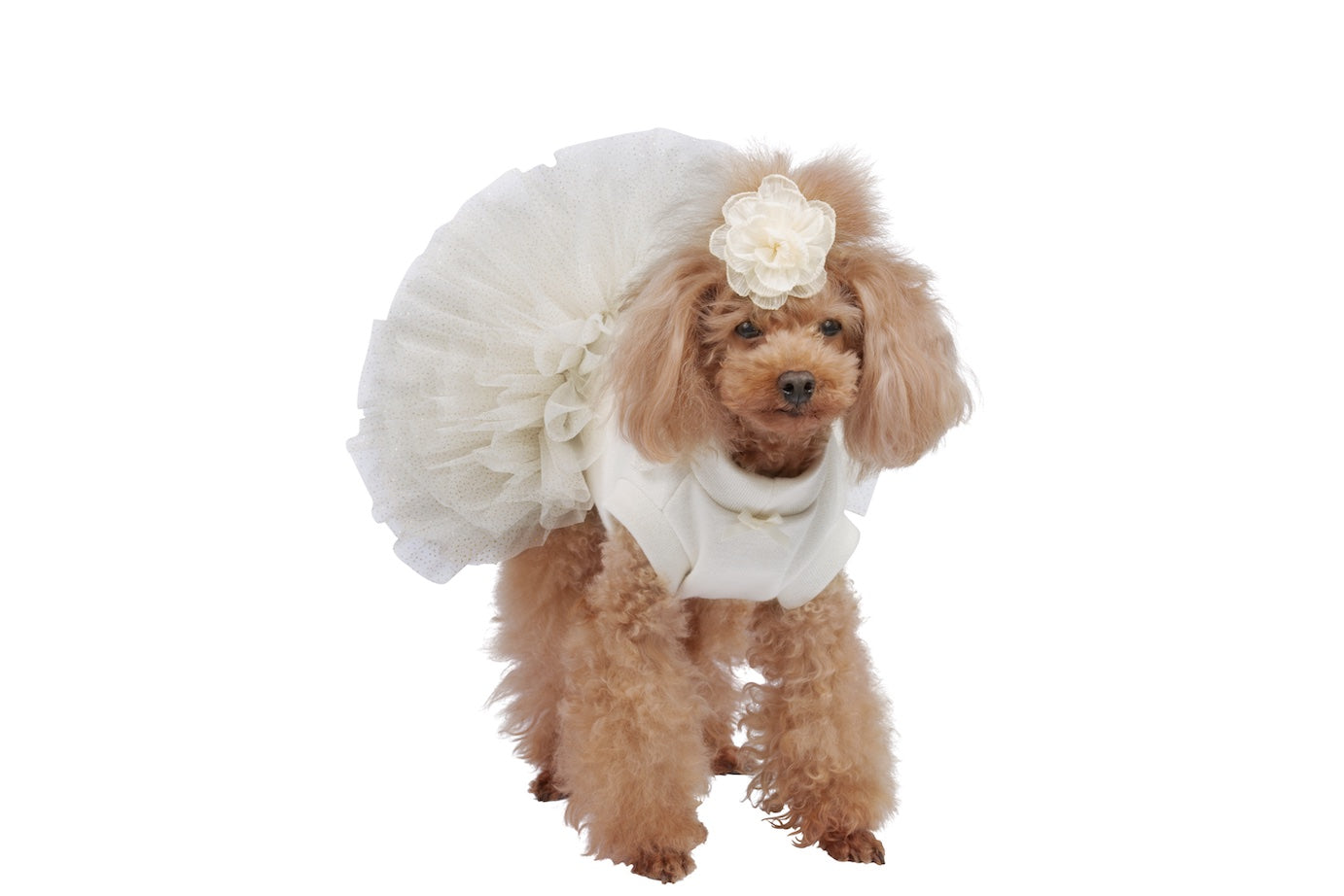 Elegant wedding dress for Lullaby dogs.