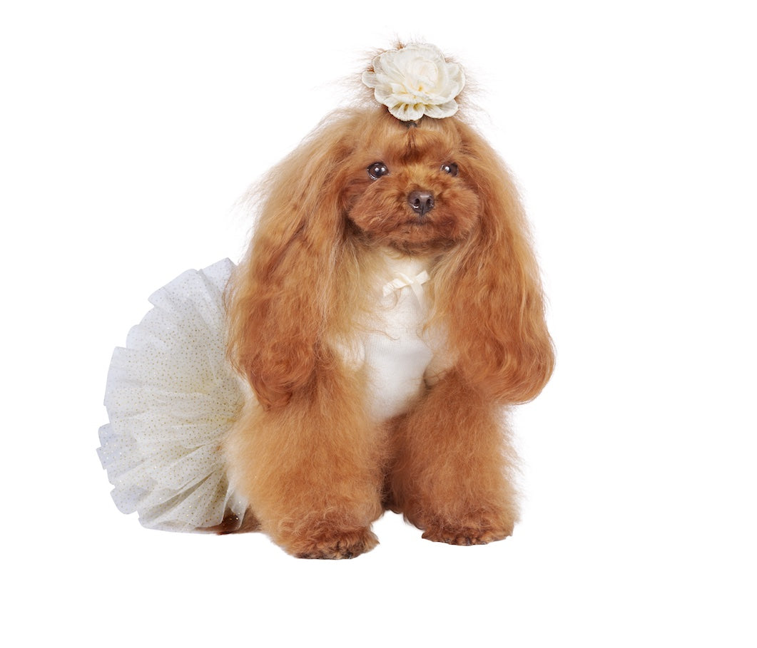 Elegant wedding dress for Lullaby dogs.