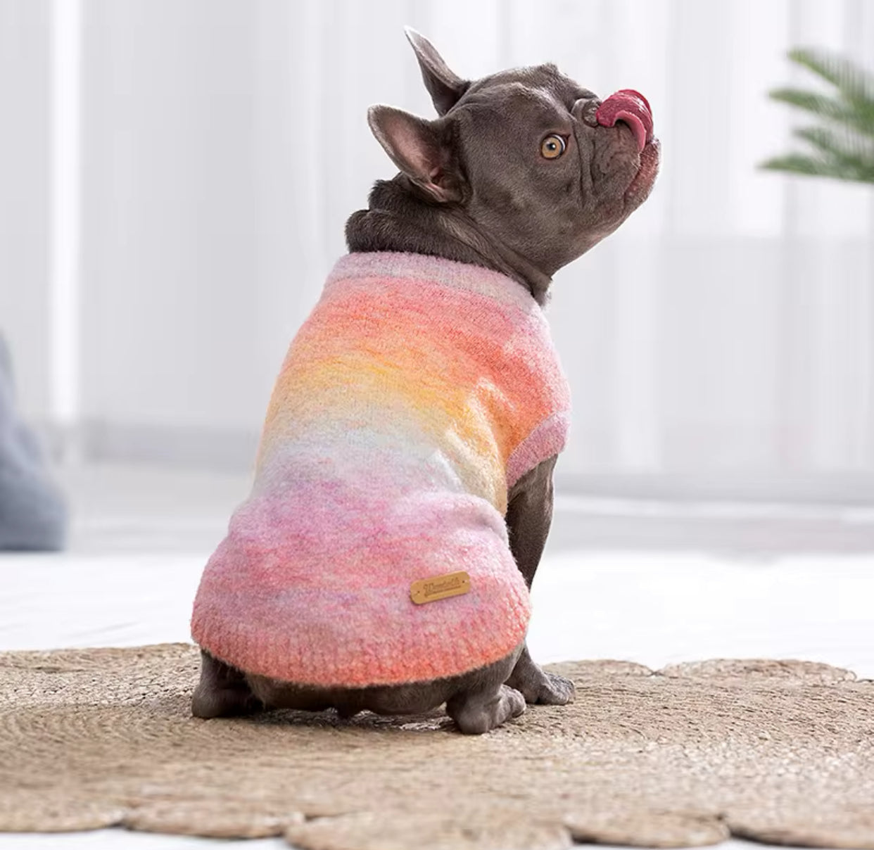 Maglione per cani colorato morbido e traspirante