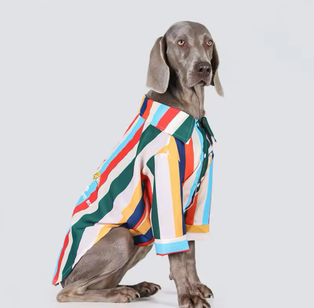 Camicia in cotone a righe per cani di grandi dimensioni. Abbigliamento chic di lusso per cani di taglia grande.