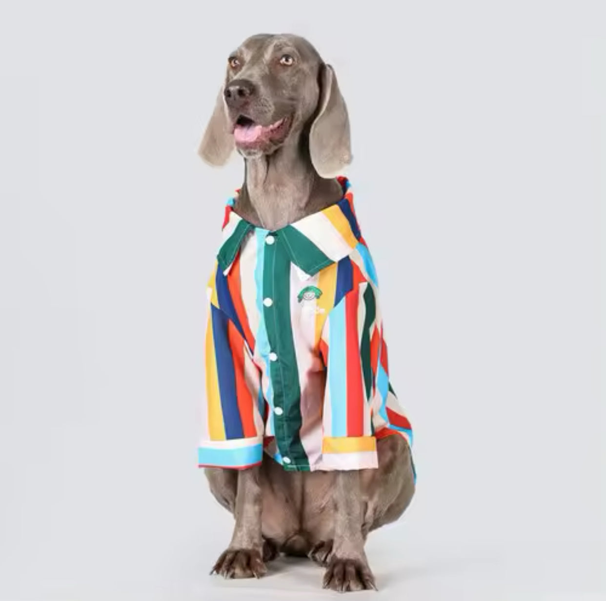 Camicia in cotone a righe per cani di grandi dimensioni. Abbigliamento chic di lusso per cani di taglia grande.