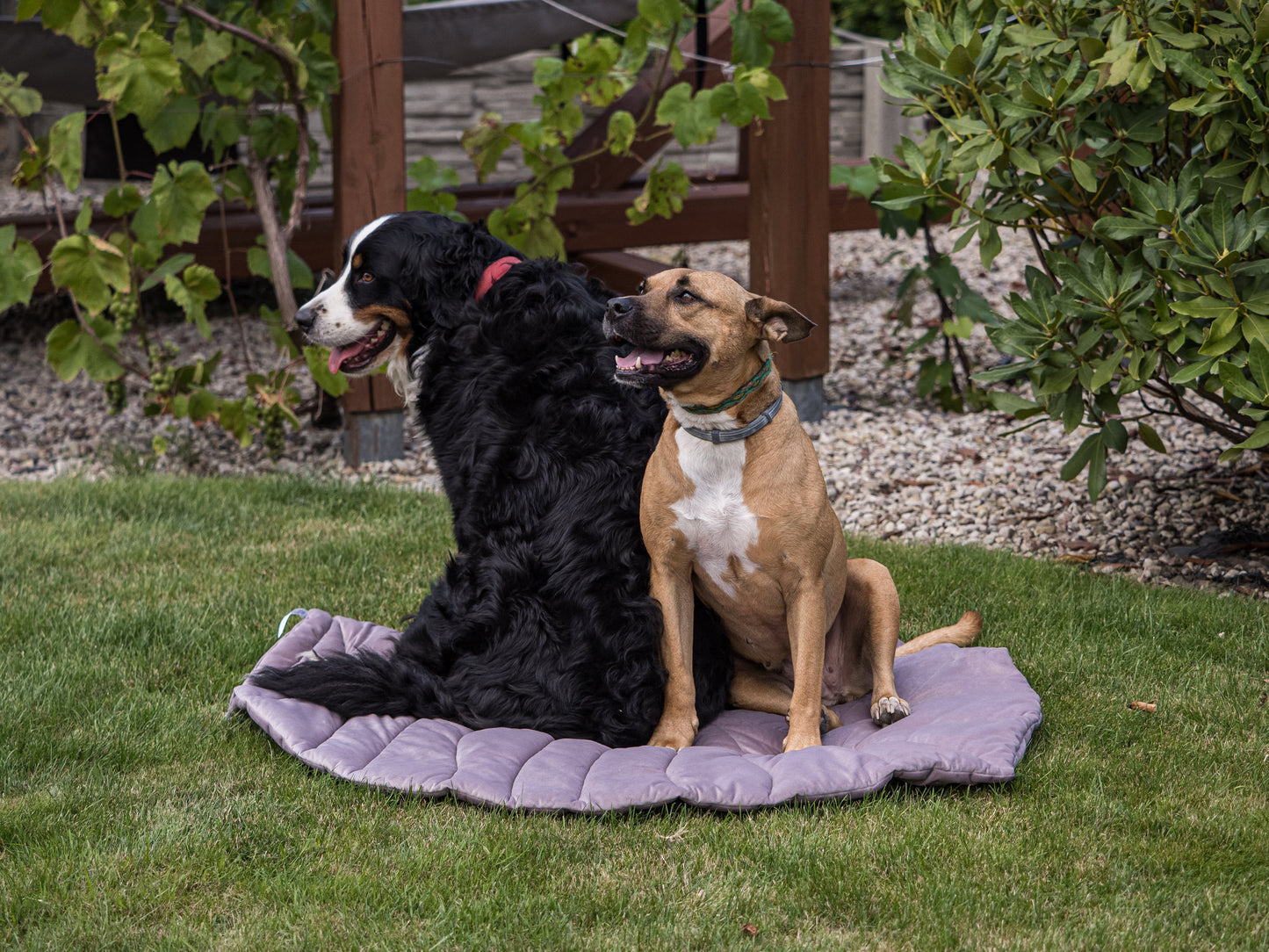 Giant Leaf Rug for medium and large dogs.