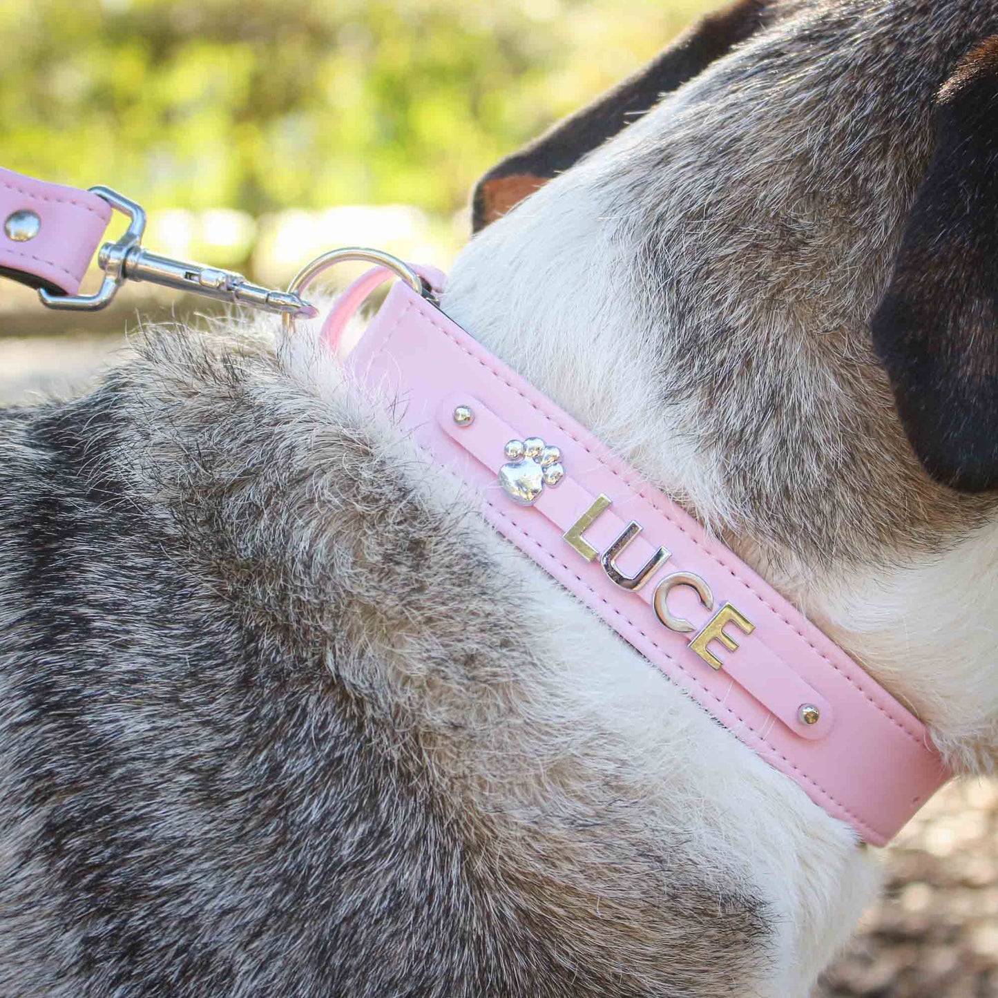 Collare per cani in eco-pelle personalizzabile | Made in Italy | Dandy's Store