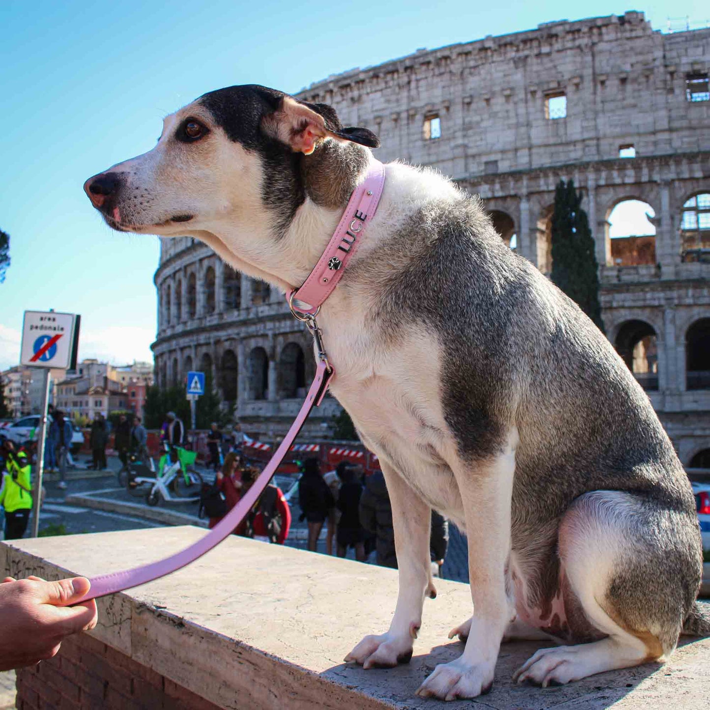 Guinzaglio per cani in eco-pelle personalizzabile | Made in Italy | Dandy's Store