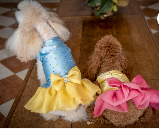 Sartorial suits for dogs in polka dot silk shantung - Alta Moda Pets Made in Italy