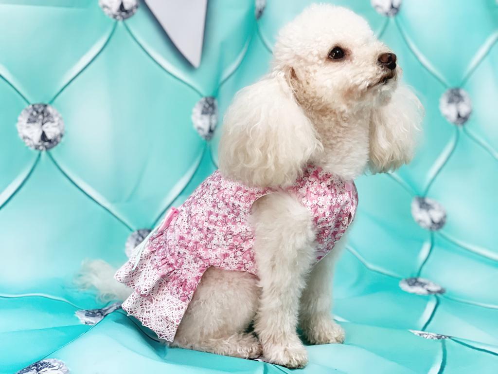 Tailored dog dress in London cotton with bow and Tiffany-colored lace. Italian Fashion for Pets