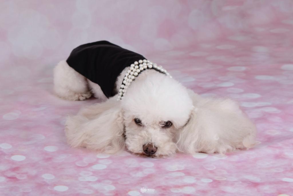 Abito sartoriale per cani “Colazione da Tiffany” | Dandy's Store