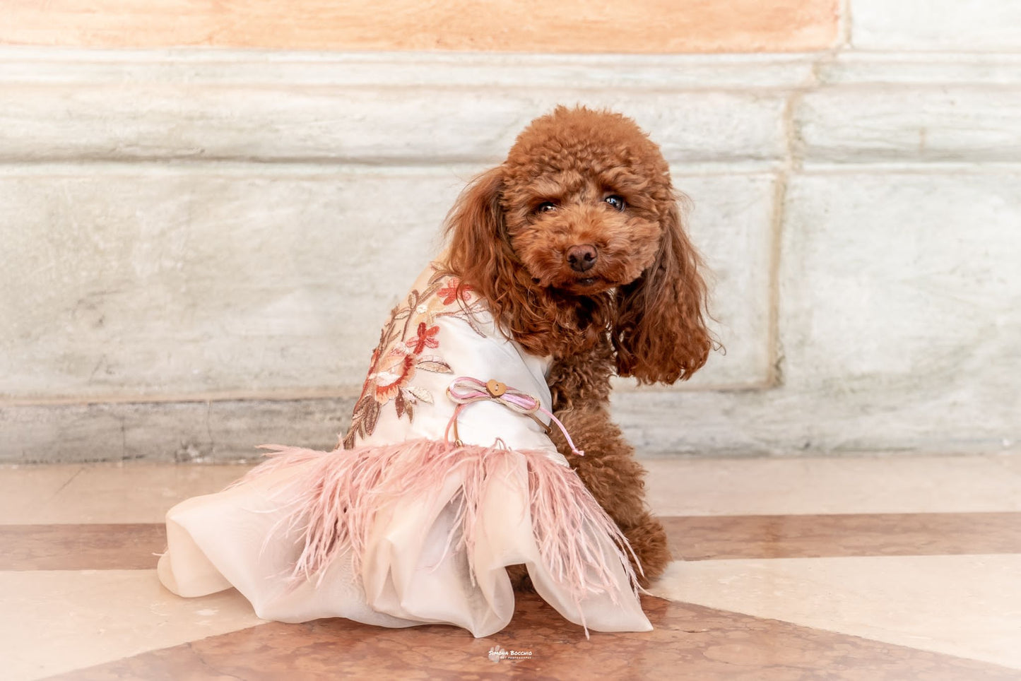 Abito per cani sartoriale alta moda Made in Italy | Dandy's Store