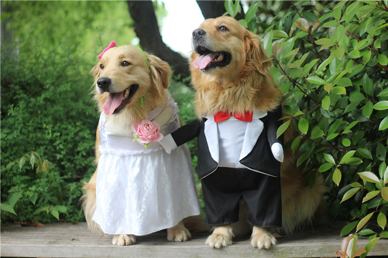 Wedding suit for him and her. Chic luxury clothing and accessories for dogs, cats and pets.