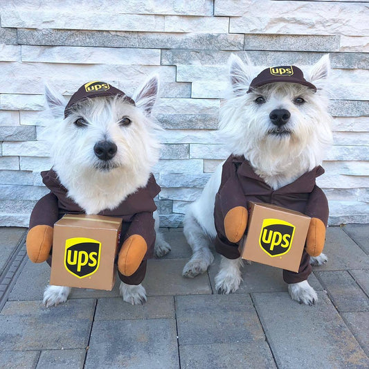 Pet Dog Funny express courier!  Travestimento Cosplay per Halloween e Carnevale !