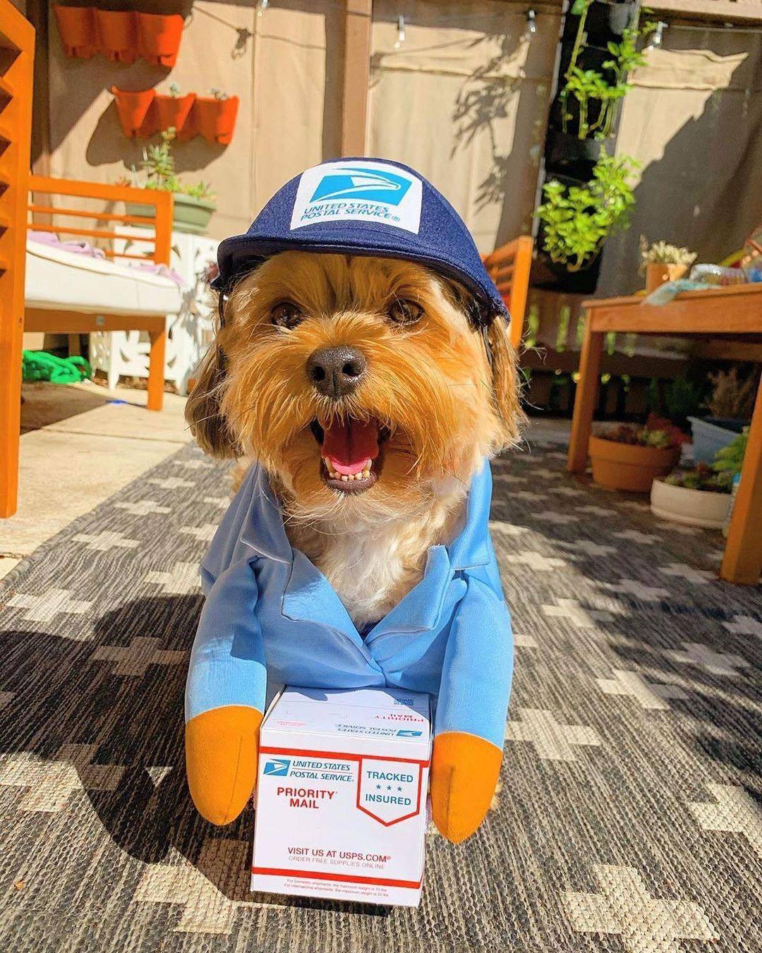 Pet Dog Funny express courier!  Travestimento Cosplay per Halloween e Carnevale !