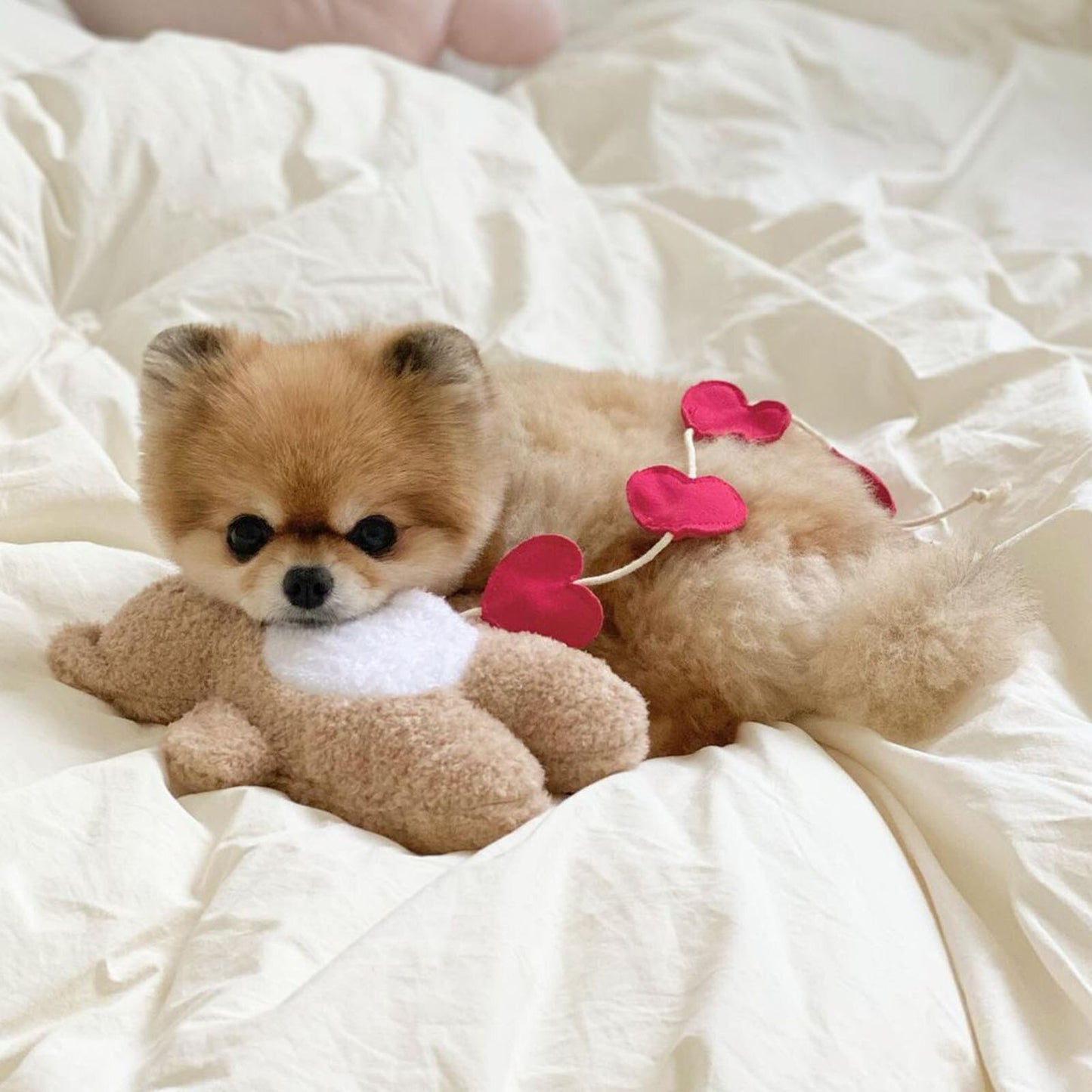 Funny and very sweet sounding teddy bear with loving hearts food dispensers. Luxury chic accessories and clothing for dogs, cats and pets.