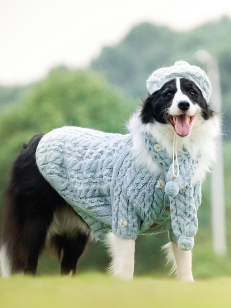 Daisy Dress for large dogs. Hand knitted. Luxury chic clothing for your pet.