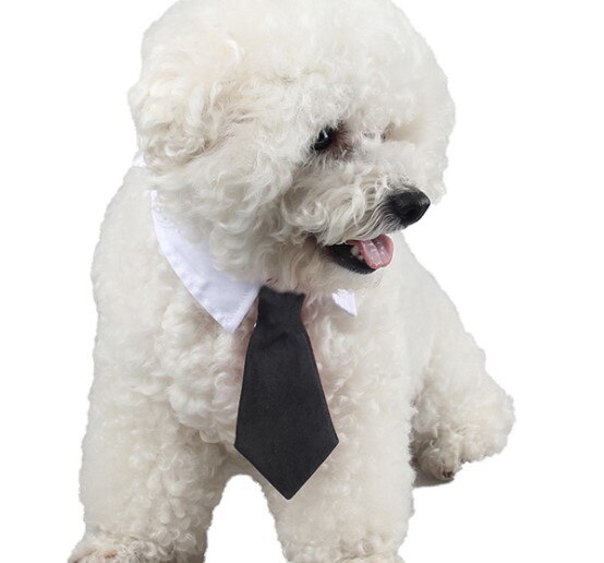 Colletto bianco con stupenda cravatta per cani , gatti e animali domestici