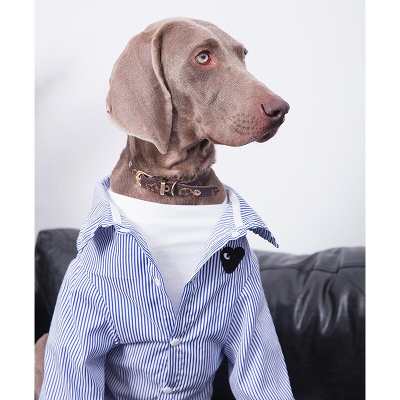 Striped cotton shirt for large dogs. Luxury chic clothing for large dogs.