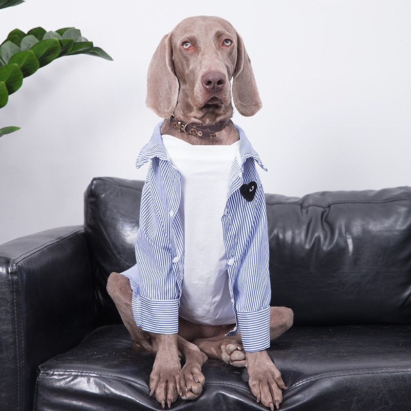 Camicia in cotone a righe per cani di grandi dimensioni. Abbigliamento chic di lusso per cani di taglia grande.