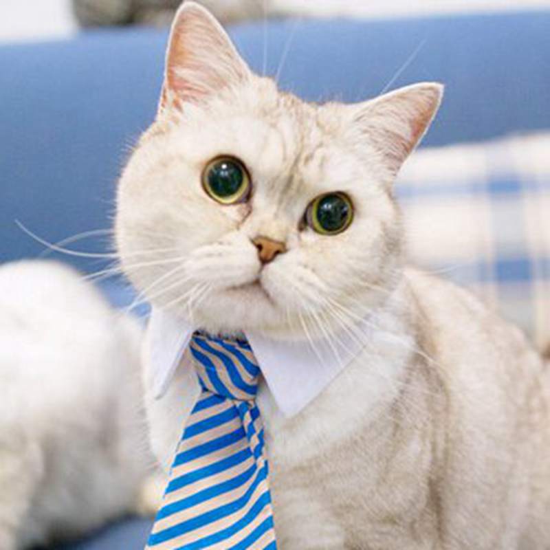 White collar with beautiful tie for dogs, cats and pets
