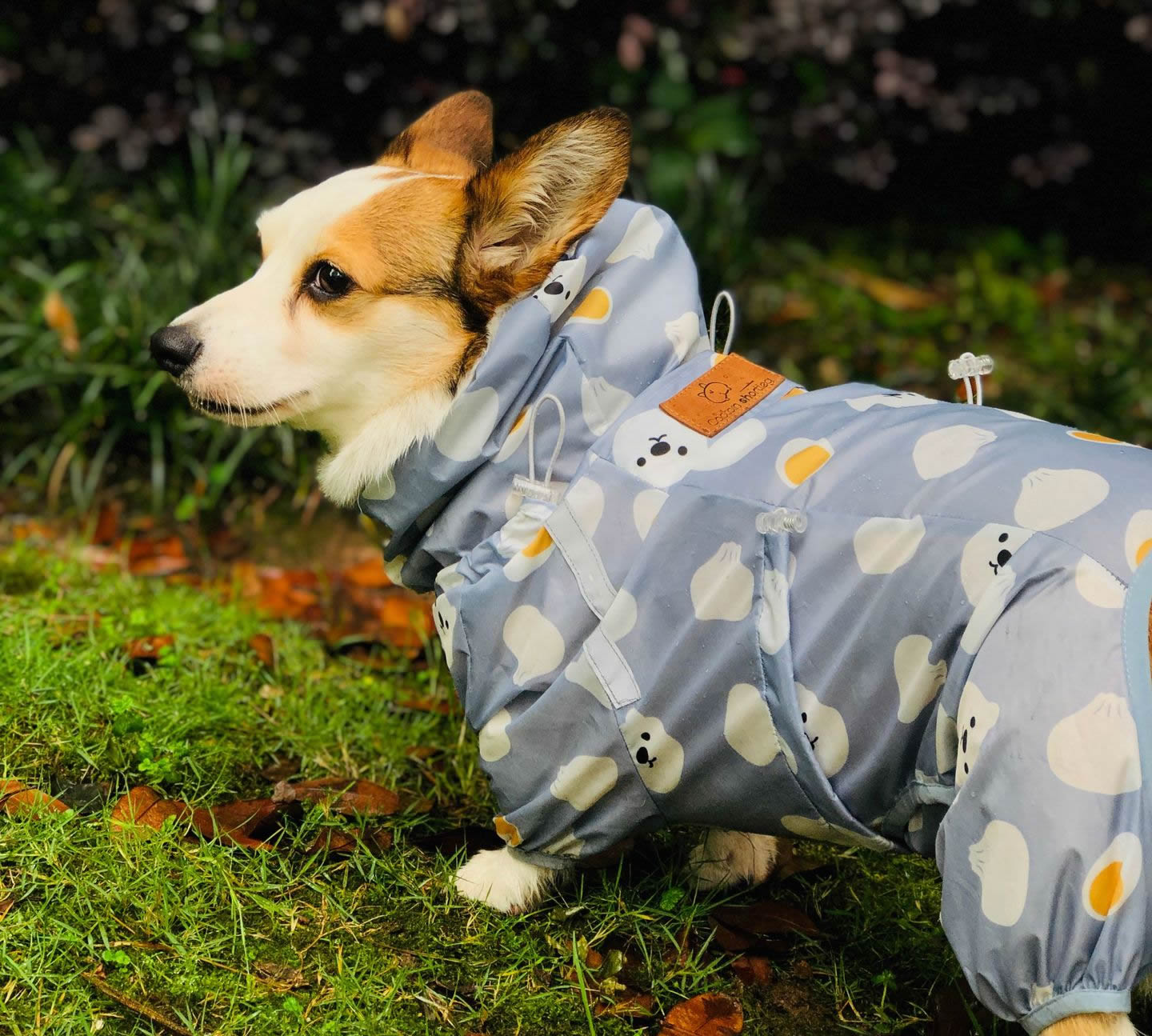 Gorgeous rain suit for cute Welsh Corgi. For them a custom-made and super colorful model!