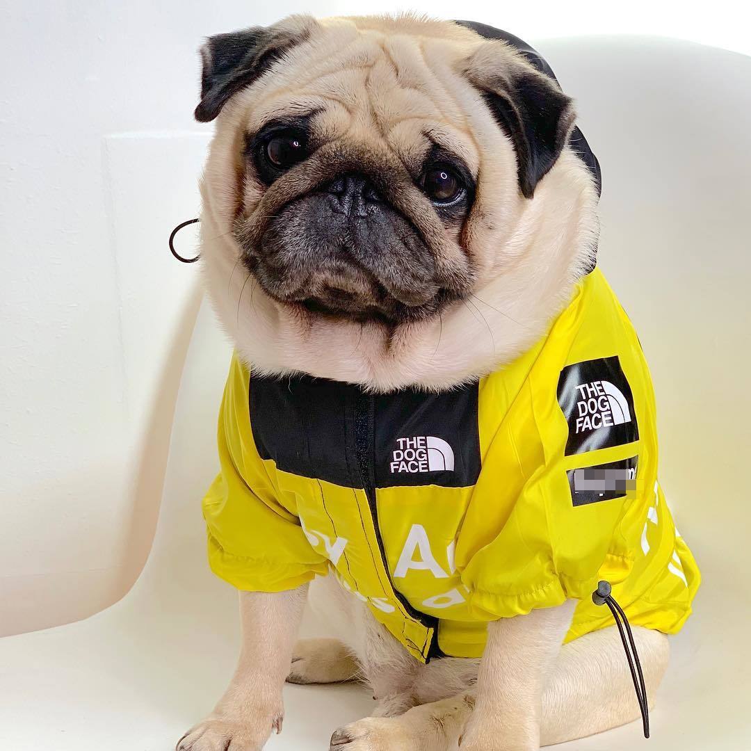 Luxurious windbreaker for your French Bulldog. The Dog Face.