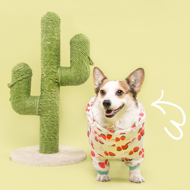 Gorgeous rain suit for cute Welsh Corgi. For them a custom-made and super colorful model!