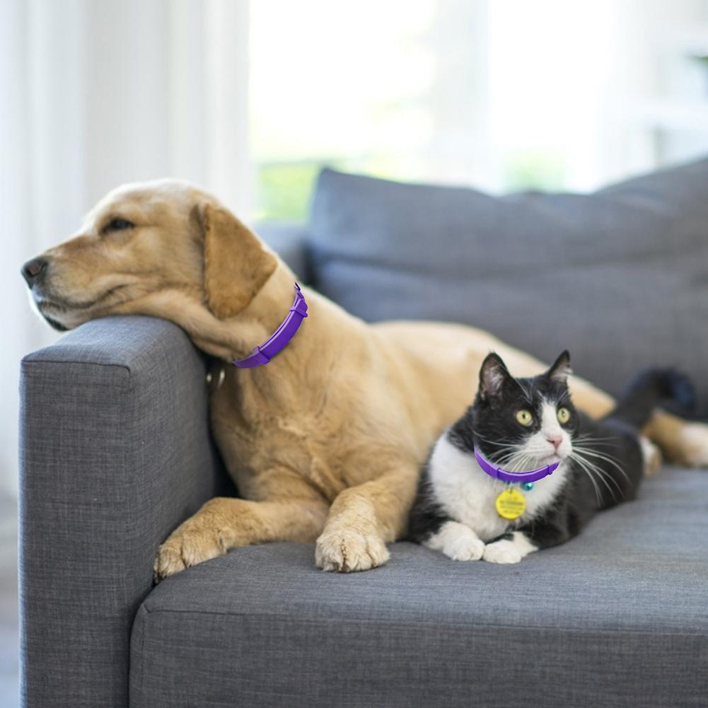 Calming and relaxing collar for dogs and cats, relieves anxiety and relaxes, made with essential oils, completely vegan. Pet care accessories and luxury chic clothing for dogs, cats and pets