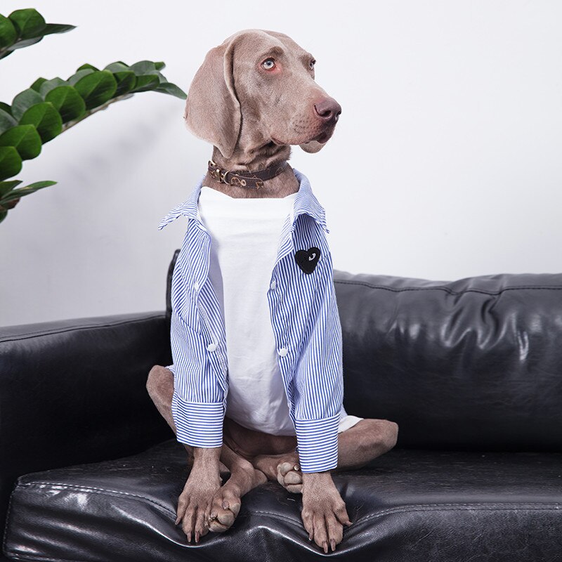 Camicia in cotone a righe per cani di grandi dimensioni. Abbigliamento chic di lusso per cani di taglia grande.