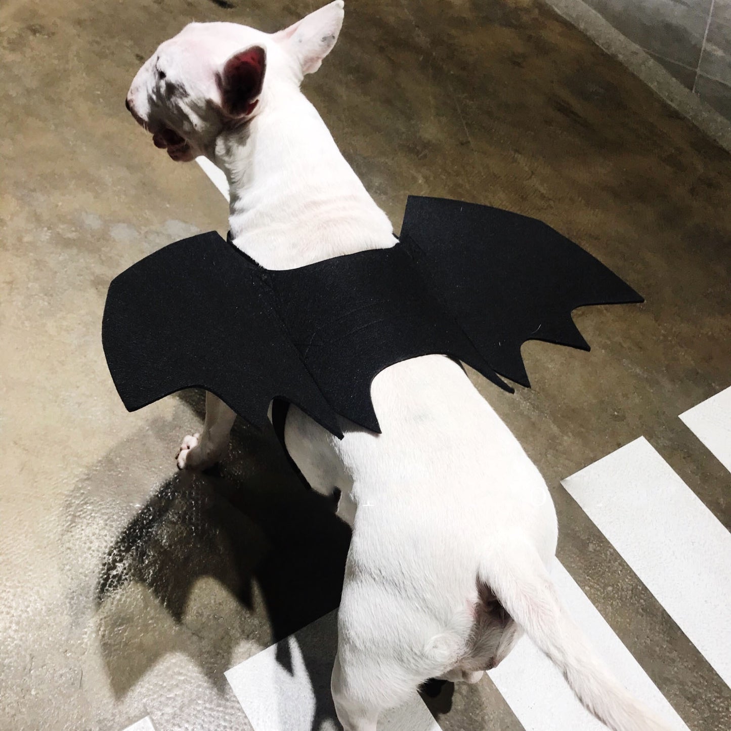 Bat Wings for Dogs | Halloween and Carnival | Dandy's Store